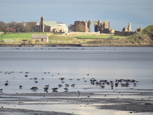 BBC - Autumnwatch Blog: How and where to see rooks roosting