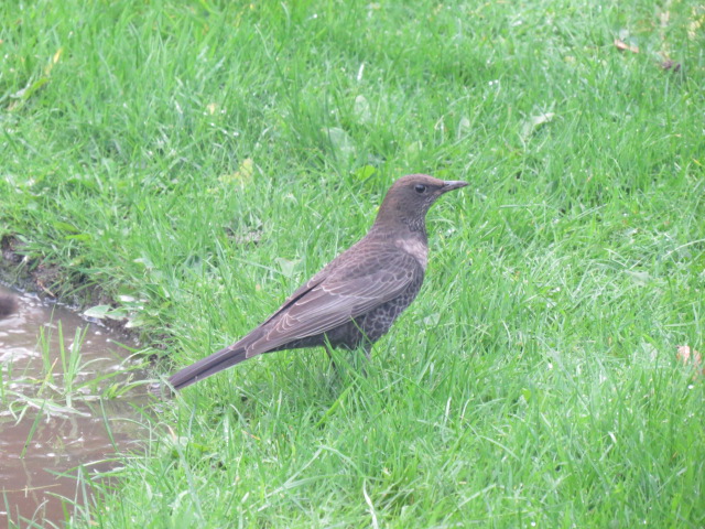 BBC - Autumnwatch Blog: How and where to see rooks roosting