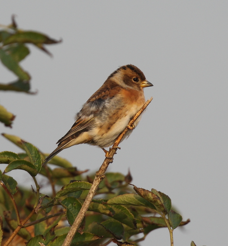 Northumberland & Tyneside Bird Club — Comprises Northumberland, North 